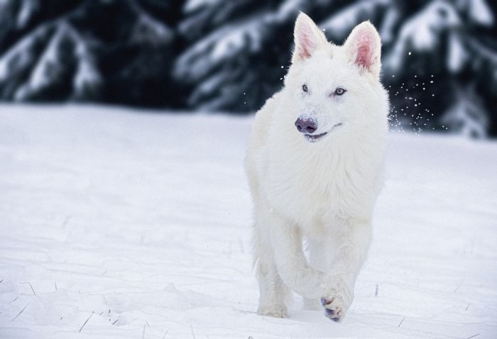 Dire Wolf
